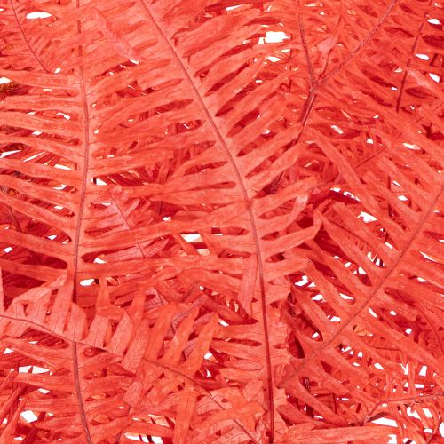 Felci, fiori secchi conservati, decorazione autunnale, 60 cm, 10 pezzi | Floristik24.it