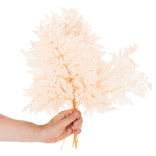 Decorazione di felci essiccate per vaso da 42 cm, 10 pezzi | Floristik24.it