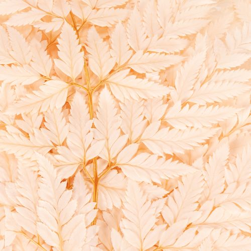 Decorazione di felci essiccate per vaso da 42 cm, 10 pezzi | Floristik24.it