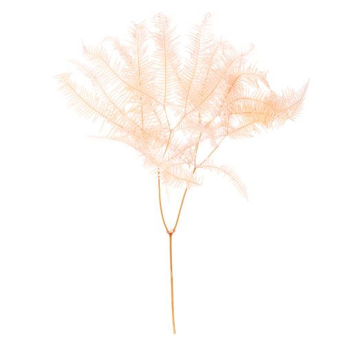 Fronde di felce essiccate, decorazione per vasi, 60 cm, 10 pezzi