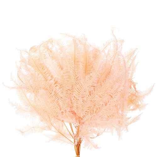 Fronde di felce essiccate, decorazione per vasi, 60 cm, 10 pezzi | Floristik24.it