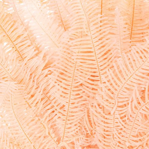 Fronde di felce essiccate, decorazione per vasi, 60 cm, 10 pezzi | Floristik24.it