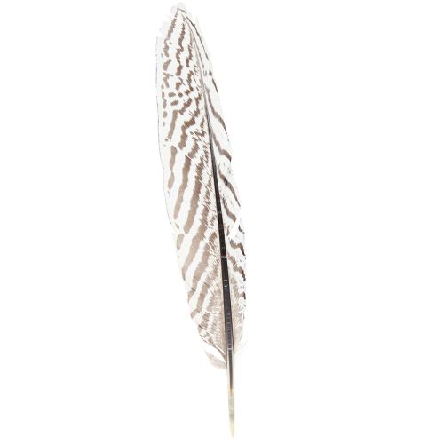 Prodotto Piume di fagiano per artigianato marrone beige naturale 20 cm 20 pezzi