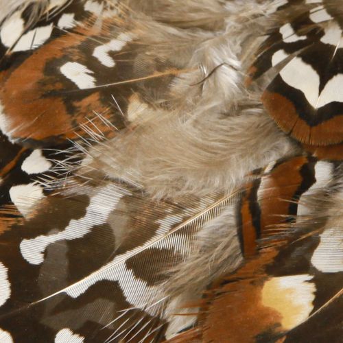 Prodotto Piume di fagiano per artigianato, marrone maculato, 4-9 cm, 60 pezzi