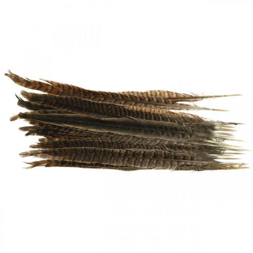 Floristik24 Piume di fagiano piume vere per realizzare decorazioni pasquali 25-27 cm 24 pezzi