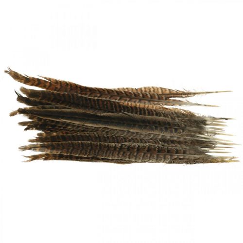 Floristik24 Piume di fagiano Piume vere per realizzare decorazioni pasquali 25-27 cm 24 pz