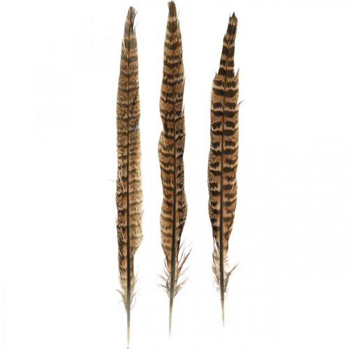 Floristik24 Piume di fagiano piume vere per realizzare decorazioni pasquali 25-27 cm 24 pezzi