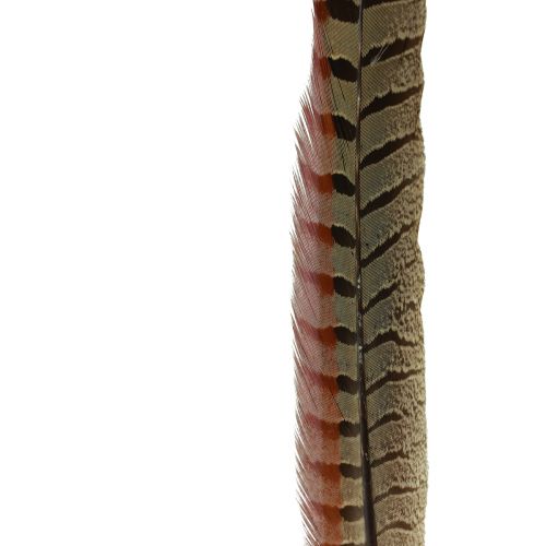 Floristik24 Decorazione Piume Di Fagiano Piume Vere Naturali 40cm 9 pz