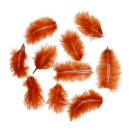 Floristik24 Primavera corta arancione scuro 30g
