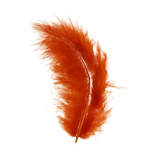 Floristik24 Primavera corta arancione scuro 30g