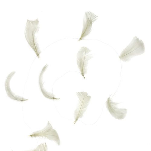 Floristik24 Piuma su filo crema 10m