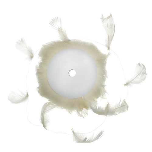 Floristik24 Piuma su filo crema 10m