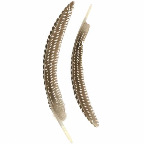 Floristik24 Piume naturali 18-24 cm 10 g