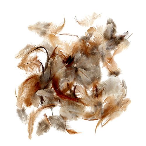 Floristik24 Sorta di piuma. 5-15 cm natura 228 pezzi