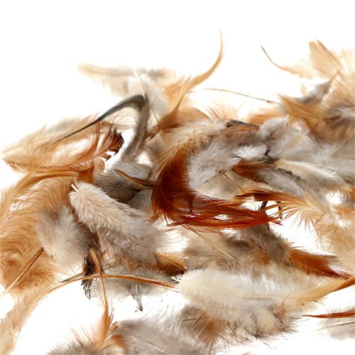 Floristik24 Sorta di piuma. 5-15 cm natura 228 pezzi