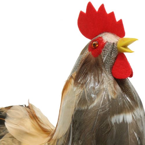 Floristik24 Gallo e gallina con decorazione pasquale con piume naturali H26cm set di 2