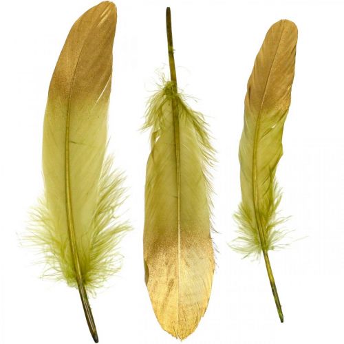Floristik24 Piume per lavori manuali, piume decorative, verde-oro, L16–20 cm, 24 pezzi