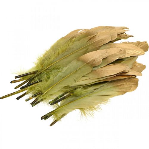 Floristik24 Piume per lavori manuali, piume decorative, verde-oro, L16–20 cm, 24 pezzi