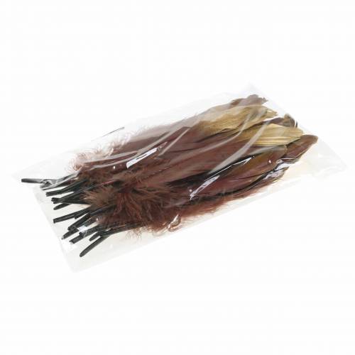 Floristik24 Piume bordeaux, oro 18-23 cm 24 pz