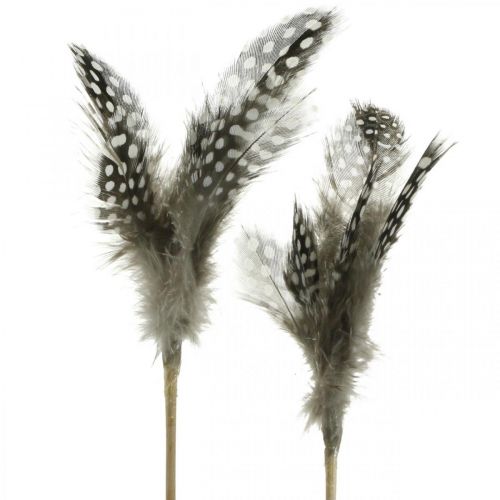 Floristik24 Piume decorative punteggiate sul bastoncino Piume vere di faraona 4-8 cm 24 pz