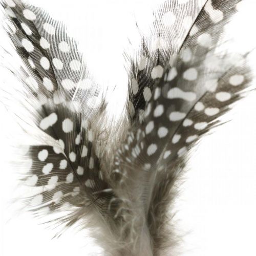 Floristik24 Piume decorative punteggiate sul bastoncino Piume vere di faraona 4-8 cm 24 pz
