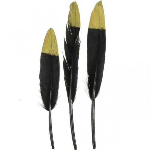 Floristik24 Piume decorative nere, piume vere dorate per l&#39;artigianato 12-14 cm 72 pz