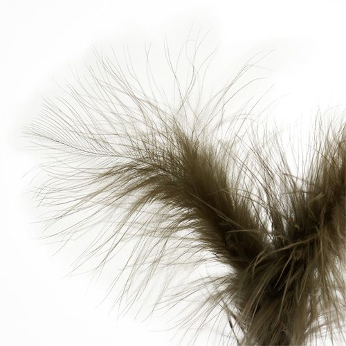Floristik24 Piume su bastoncino Marrone 30 cm 12 pezzi