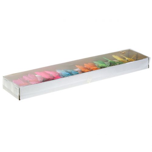 Floristik24 Farfalla piuma su clip colorata 6 cm 12 pezzi