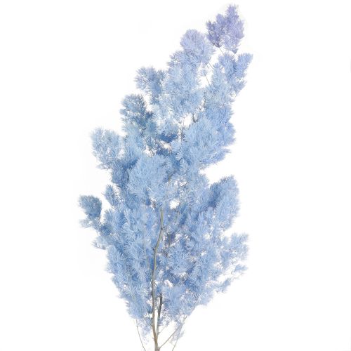 Prodotto Asparagi piuma Asparagi decorazione secca azzurro 55-70cm 100g