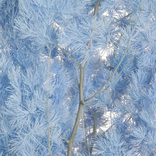 Prodotto Asparagi piuma Asparagi decorazione secca azzurro 55-70cm 100g