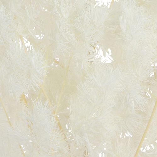 Prodotto Asparagi primaverili Asparagi conservati Bianchi 55-70cm 100g