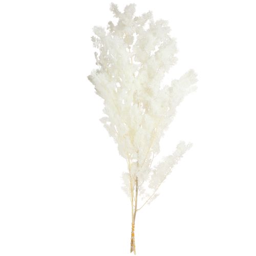 Prodotto Asparagi primaverili Asparagi conservati Bianchi 55-70cm 100g