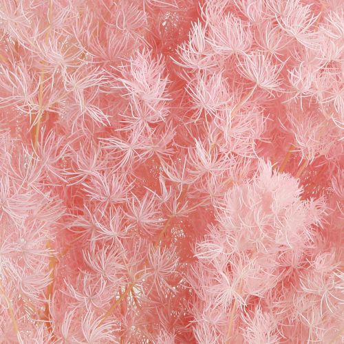 Prodotto Asparagi piuma decorazione secca Asparagi rosa 55-70cm 100g