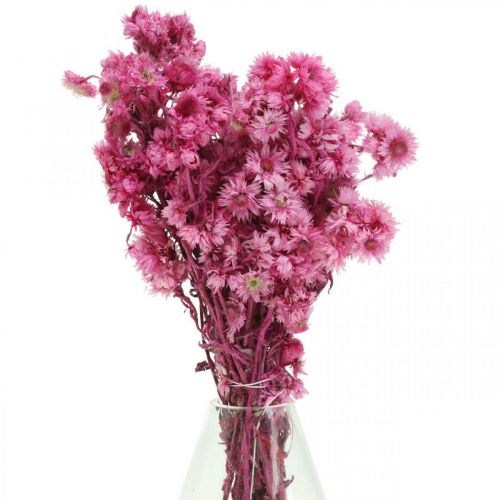 Floristik24 Mini Fiore Di Paglia Rosa Fiori Secchi Fiore Di Roccia H20cm 15g