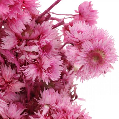 Prodotto Mini Fiore Di Paglia Rosa Fiori Secchi Fiore Di Roccia H20cm 15g