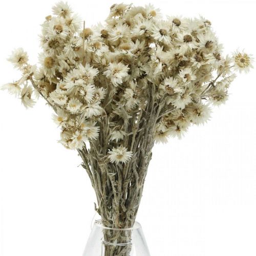 Prodotto Mini Fiore Di Paglia Bianco Fiori Secchi Deco Fiore Di Roccia H20cm 15g