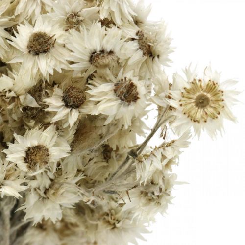Floristik24 Mini Fiore Di Paglia Bianco Fiori Secchi Deco Fiore Di Roccia H20cm 15g