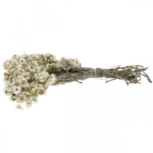 Floristik24 Mini Fiore Di Paglia Bianco Fiori Secchi Deco Fiore Di Roccia H20cm 15g