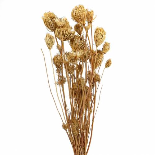 Floristik24 Fiori secchi di finocchio naturale 100g