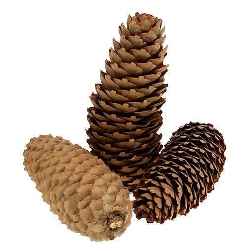 Pigne di abete rosso pigne naturali da 5 kg