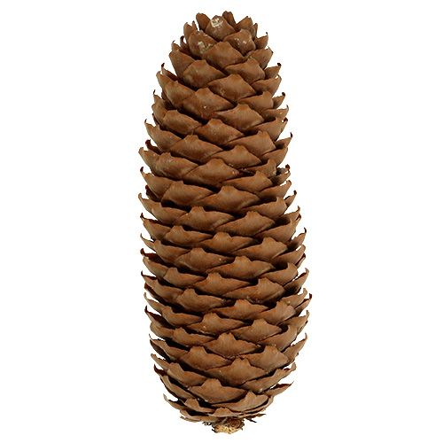 Pigne di abete rosso pigne naturali da 5 kg