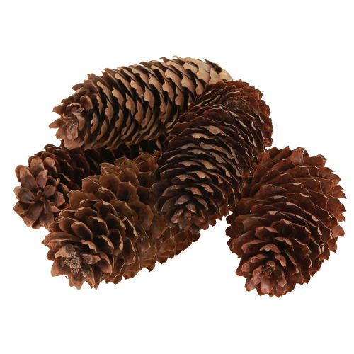 Prodotto Coni di abete rosso coni decorativi naturali per l'artigianato 10-11 cm 5 pz