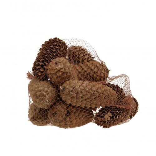 Floristik24 Coni di abete rosso natura 13 cm 12 pz