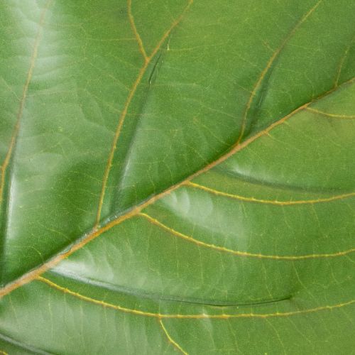 Ficus lyrata artificiale, 120 cm, decorativo per soggiorno | Floristik24.it