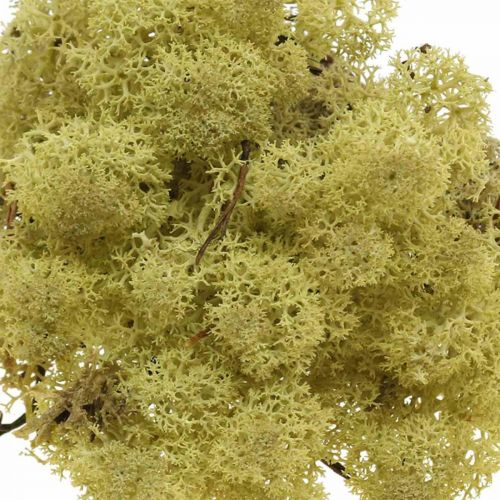 Prodotto Muschio decorativo verde muschio di kiwi per l&#39;artigianato, essiccato, tinto 500 g