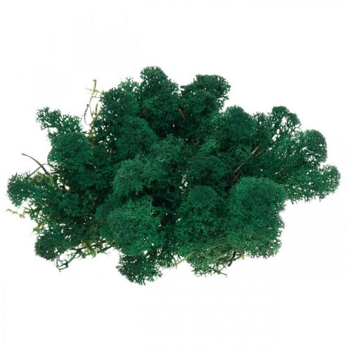 Muschio decorativo verde muschio islandese conservato per artigianato 400 g