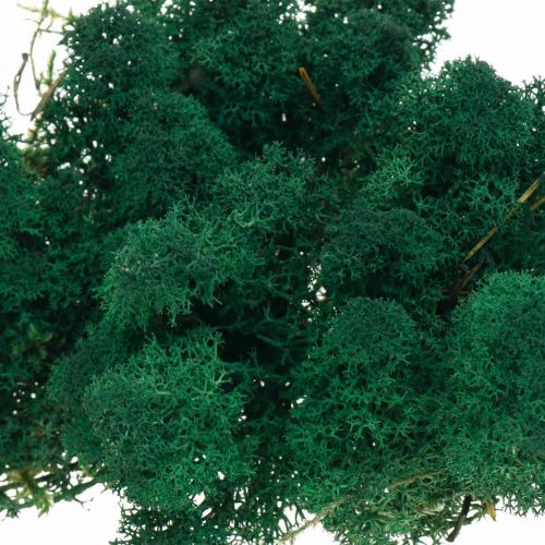 Prodotto Muschio decorativo verde muschio islandese conserva muschio per l&#39;artigianato 400 g