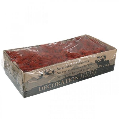 Prodotto Muschio Decorativo Rosso Siena Muschio Naturale per Artigianato Essiccato, Tinto 500g