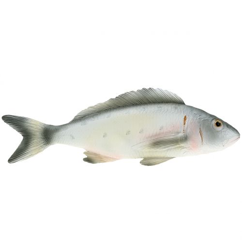 Floristik24 Pesce persico decorativo L27.5cm