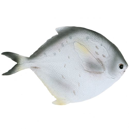 Floristik24 Pesce decorativo L21cm